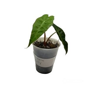 Alocasia Polly Rooted Small Pot Plant Houseplant
